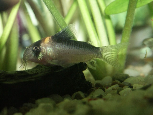 Corydoras duplicareus