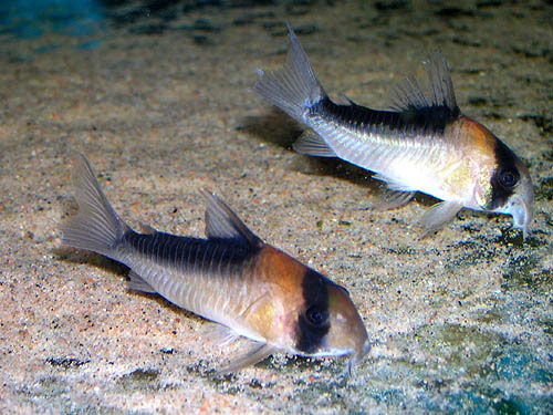 Corydoras duplicareus