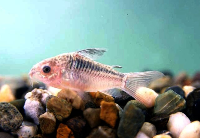 Corydoras elegans