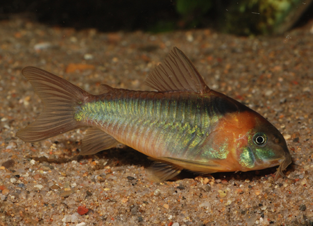 Corydoras eques