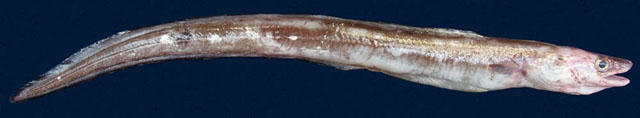 Conger esculentus