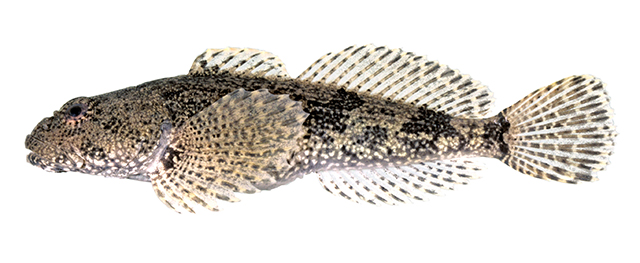 Cottus girardi