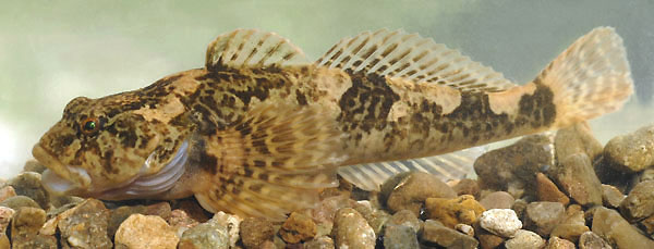 Cottus gobio