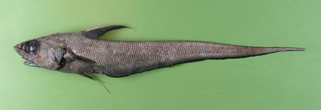 Coryphaenoides guentheri