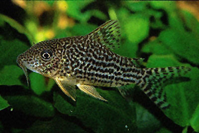 Corydoras haraldschultzi