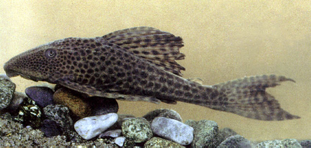 Hypostomus hondae