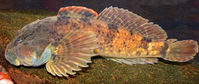 Cottus hypselurus