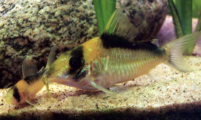 Corydoras imitator