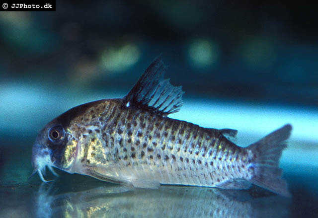 Corydoras kanei