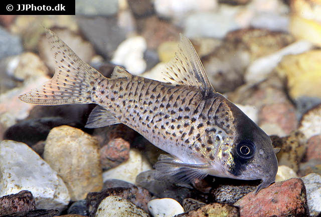 Corydoras kanei