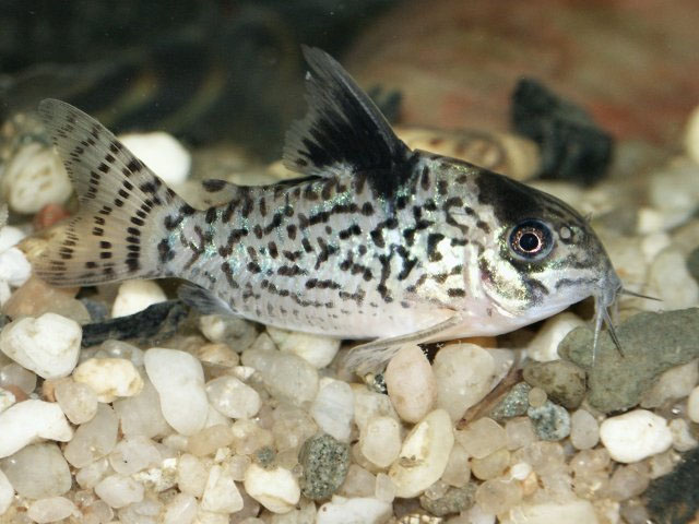 Corydoras leucomelas