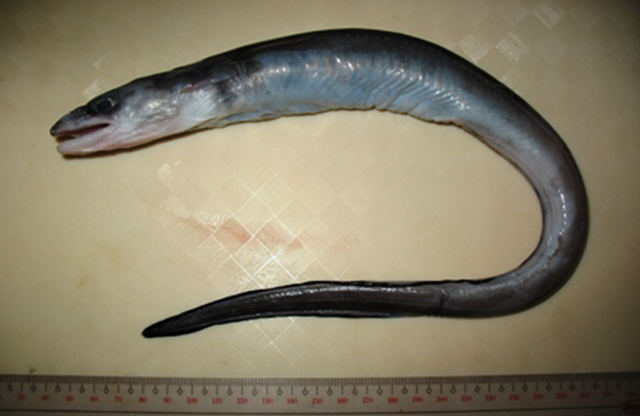 Conger macrocephalus