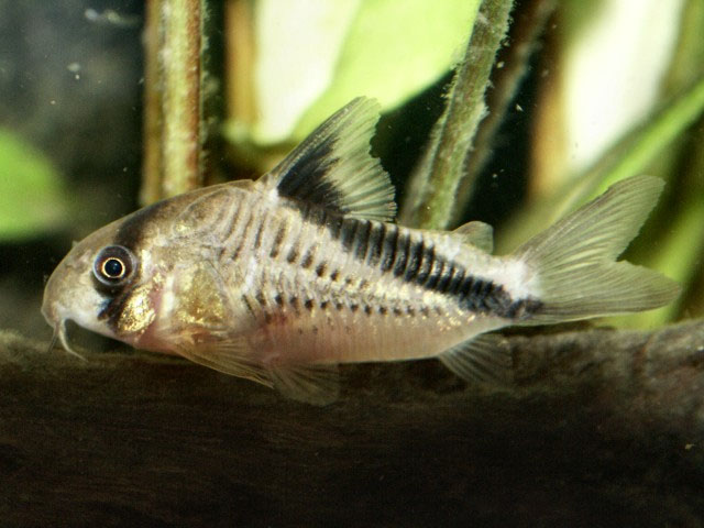 Corydoras melini