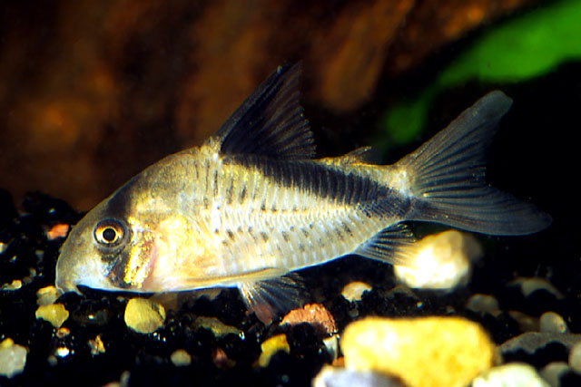 Corydoras melini