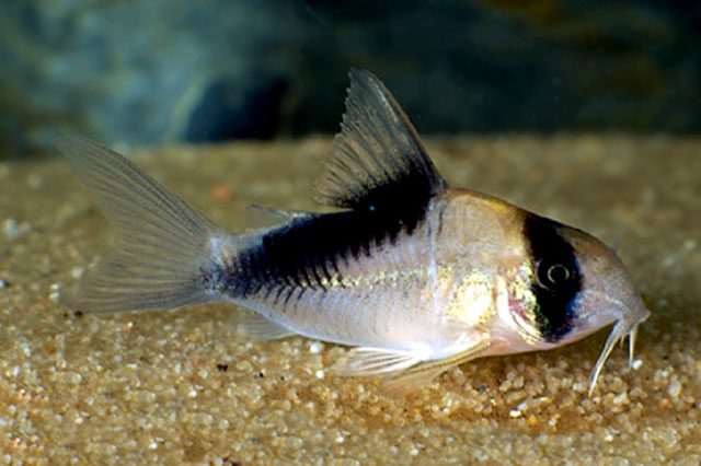 Corydoras melini