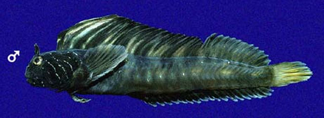 Coralliozetus micropes