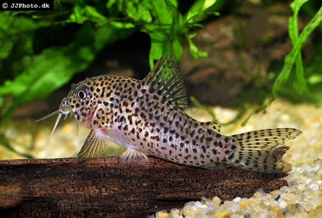 Corydoras multimaculatus