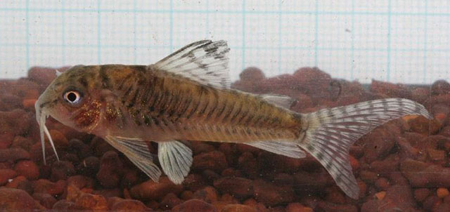 Corydoras negro