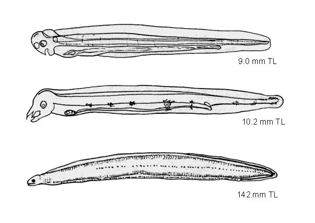 Conger oceanicus