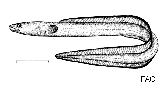 Conger oceanicus