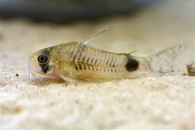 Corydoras ortegai