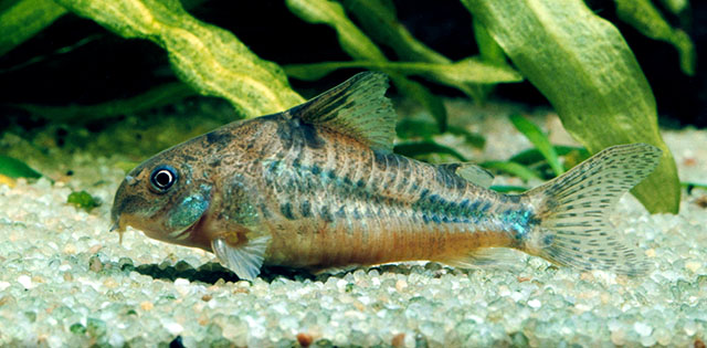 Corydoras paleatus