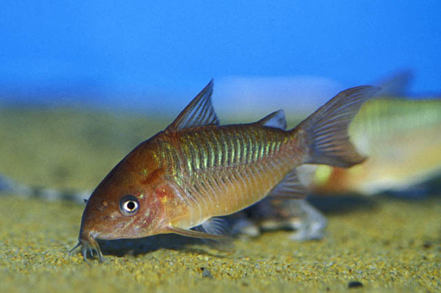 Corydoras pantanalensis