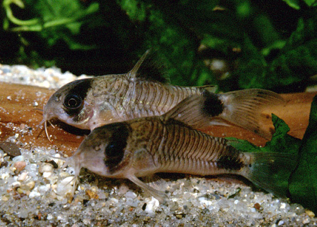 Corydoras panda