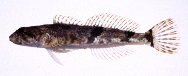 Cottus pollux