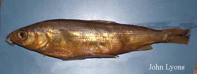 Coregonus reighardi