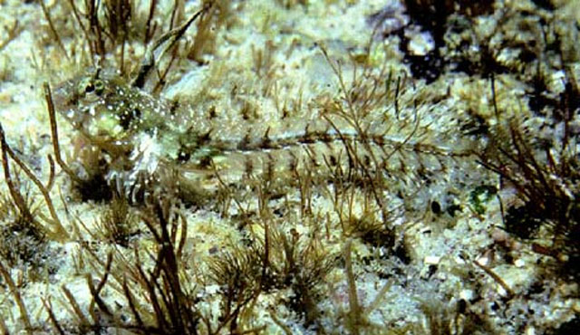 Coralliozetus rosenblatti