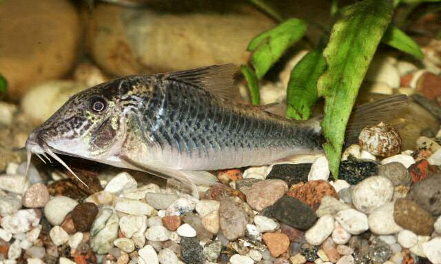 Corydoras semiaquilus