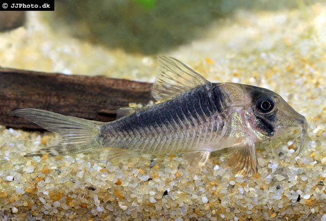 Corydoras serratus