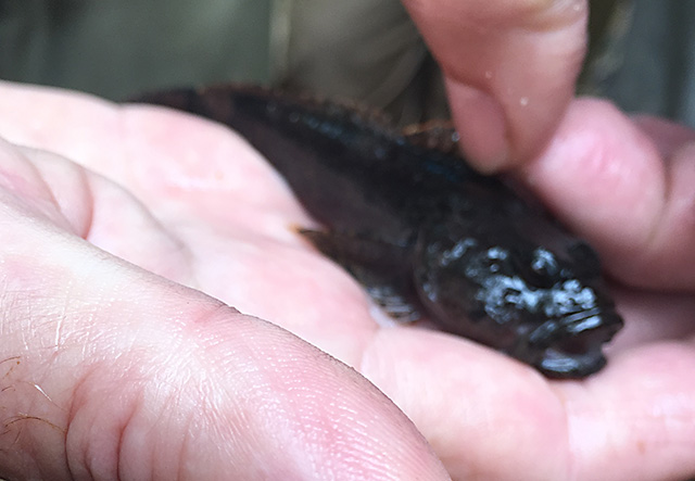 Cottus tallapoosae