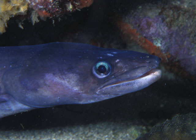 Conger triporiceps