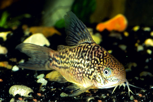 Corydoras undulatus