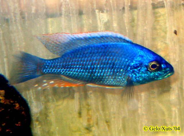 Copadichromis verduyni