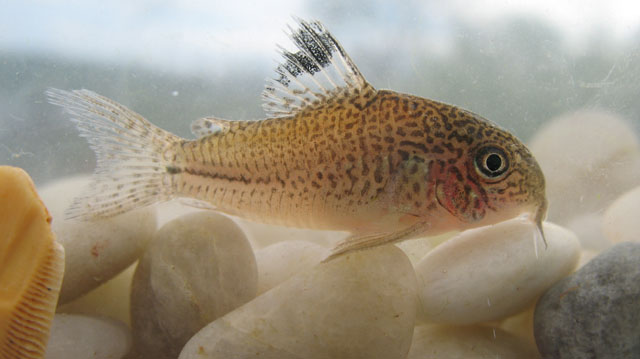 Corydoras julii