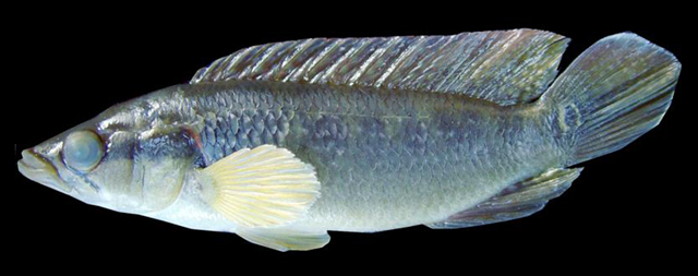 Crenicichla britskii