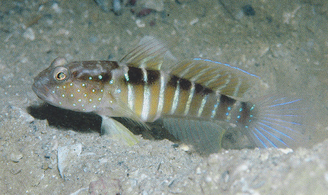 Cryptocentrus cyanospilotus