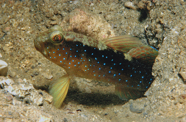 Cryptocentrus cyanospilotus