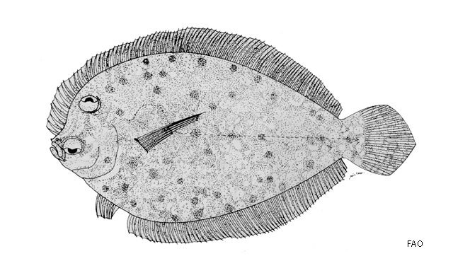 Crossorhombus howensis