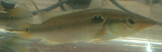 Crenicichla lucius