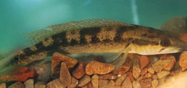 Crenicichla maculata