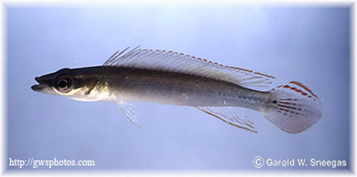 Wallaciia notophthalmus