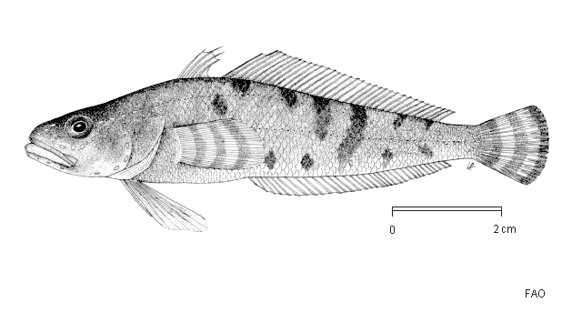 Trematomus peninsulae