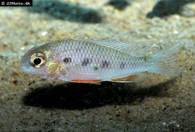 Crenicara punctulata