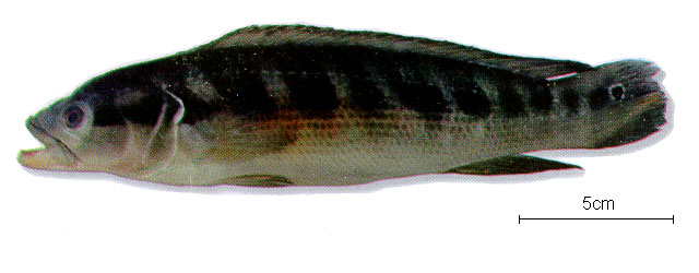 Crenicichla reticulata