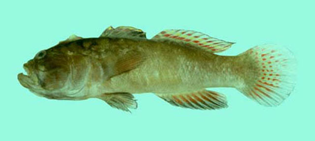 Cristatogobius rubripectoralis