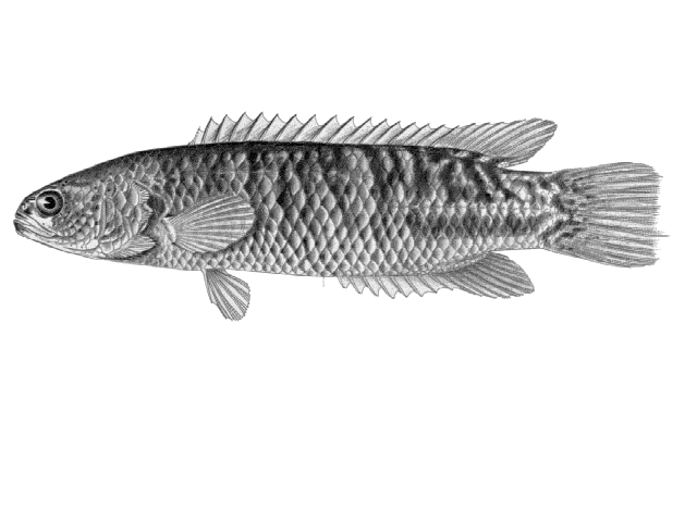 Ctenopoma multispine